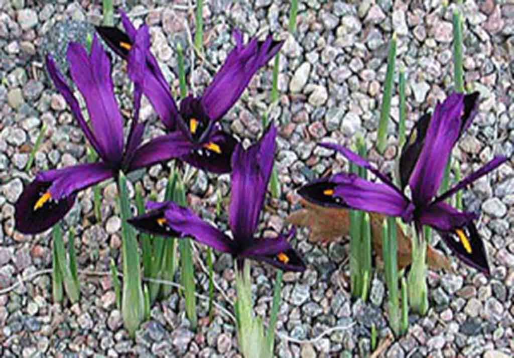 Iris Reticulata