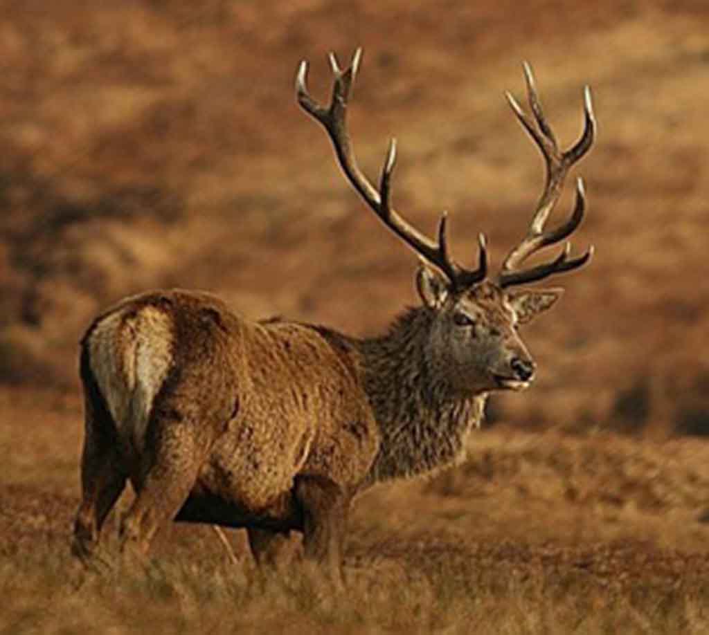Red Deer run wild near Toft Hall