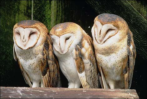 Barn Owls