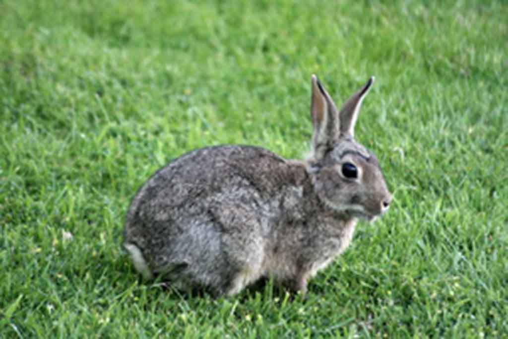 Rabbit