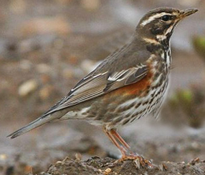 Redwing