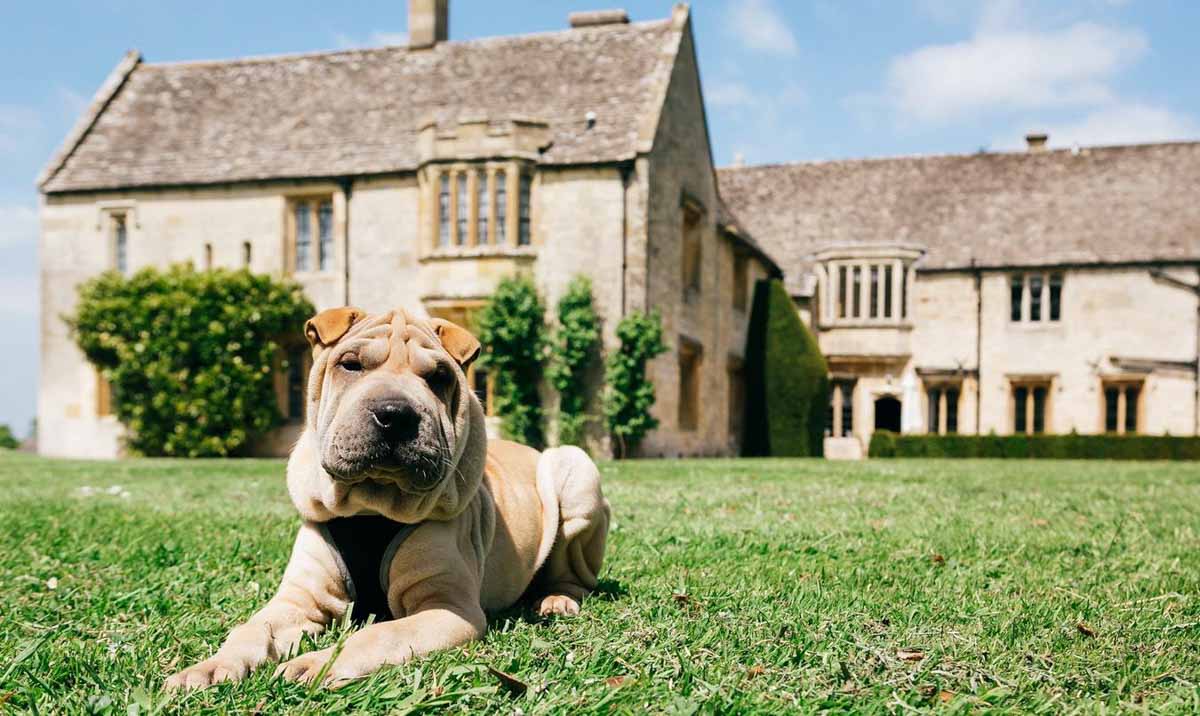 Pet friendly accommodation