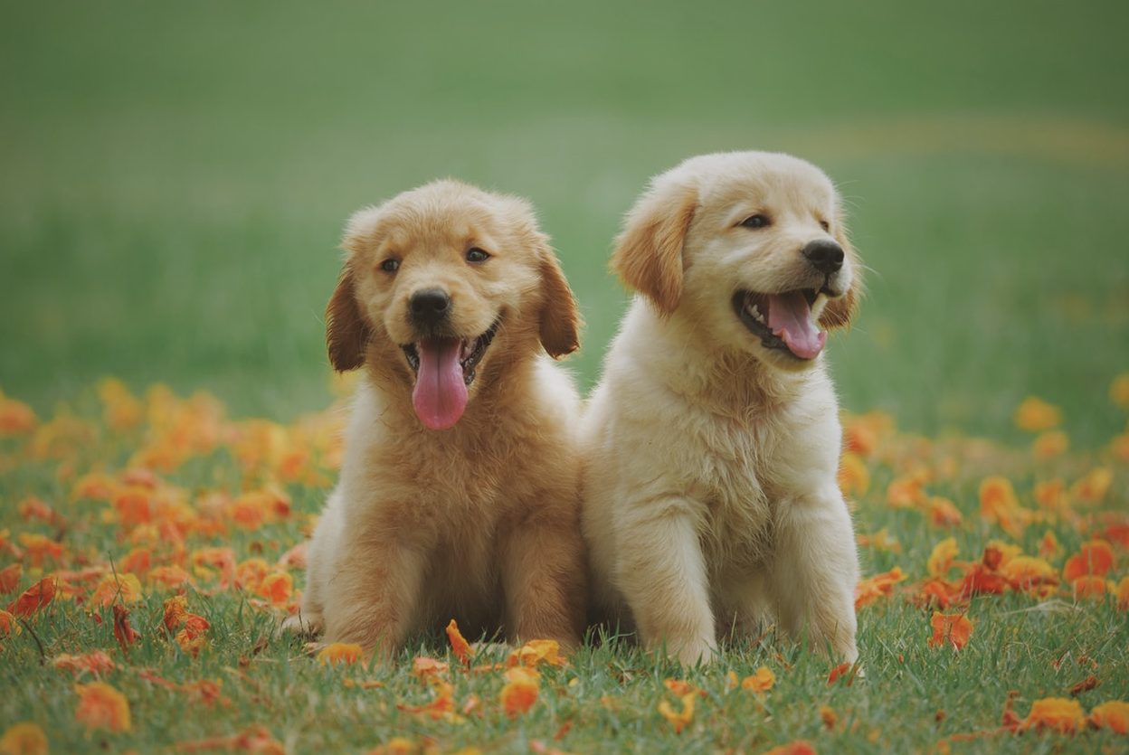 Pet-friendly accommodation