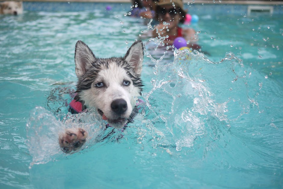 Swimming with your pet 
